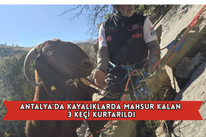 Antalya'da Kayalıklarda Mahsur Kalan 3 Keçi Kurtarıldı