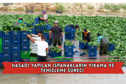 Hasadı Yapılan Ispanakların Yıkama Ve Temizleme Süreci