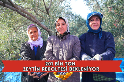 201 Bin Ton Zeytin Rekoltesi Bekleniyor