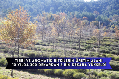 Muğla'da Tıbbi Ve Aromatik Bitkilerin Üretim Alanı 10 Yılda 300 Dekardan 6 Bin Dekara Yükseldi