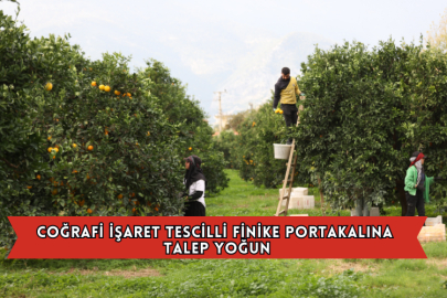Coğrafi İşaret Tescilli Finike Portakalına Talep Yoğun