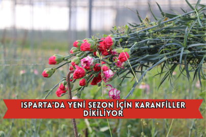 Isparta'da Yeni Sezon İçin Karanfiller Dikiliyor