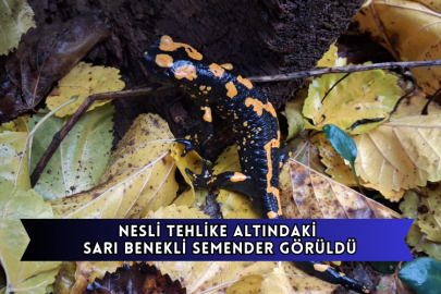Nesli Tehlike Altındaki Sarı Benekli Semender Görüldü