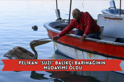 Pelikan "Suzi" Balıkçı Barınağının Müdavimi Oldu