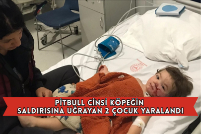 Pitbull Cinsi Köpeğin Saldırısına Uğrayan 2 Çocuk Yaralandı