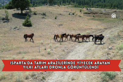 Isparta'da Tarım Arazilerinde Yiyecek Arayan Yılkı Atları Dronla Görüntülendi