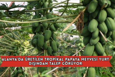 Alanya'da Üretilen Tropikal Papaya Meyvesi Yurt Dışından Talep Görüyor