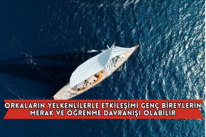 Orkaların Yelkenlilerle Etkileşimi Genç Bireylerin Merak Ve Öğrenme Davranışı Olabilir