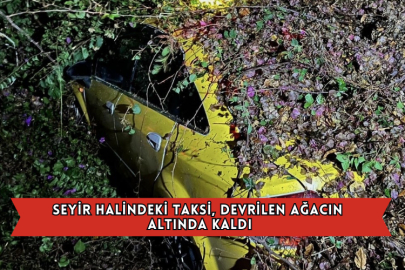 Seyir Halindeki Taksi, Devrilen Ağacın Altında Kaldı