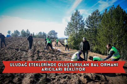 Uludağ Eteklerinde Oluşturulan Bal Ormanı Arıcıları Bekliyor