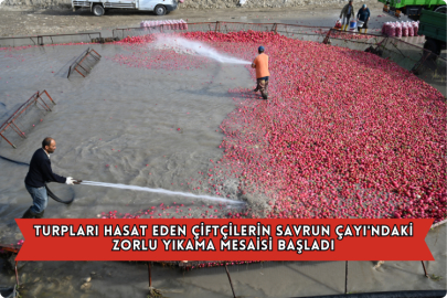 Turpları Hasat Eden Çiftçilerin Savrun Çayı'ndaki Zorlu Yıkama Mesaisi Başladı