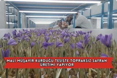 Mali Müşavir Kurduğu Tesiste Topraksız Safran Üretimi Yapıyor