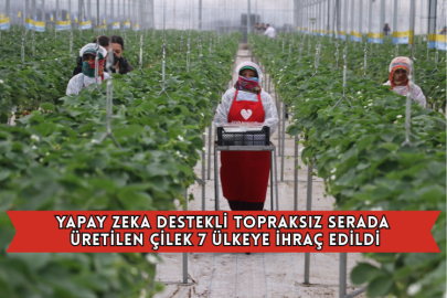 Yapay Zeka Destekli Topraksız Serada Üretilen Çilek 7 Ülkeye İhraç Edildi