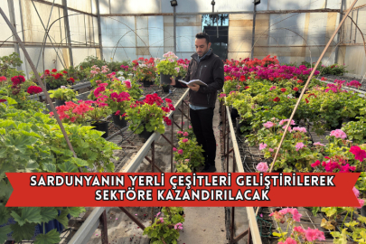 Sardunyanın Yerli Çeşitleri Geliştirilerek Sektöre Kazandırılacak