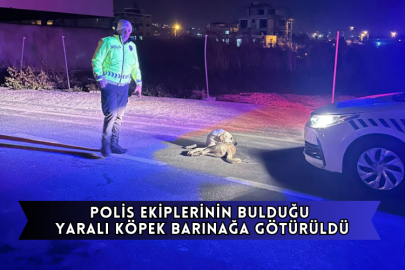Polis Ekiplerinin Bulduğu Yaralı Köpek Barınağa Götürüldü