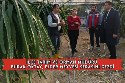 İlçe Tarım ve Orman Müdürü Burak Oktay, Ejder Meyvesi Serasını Gezdi