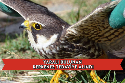 Yaralı Bulunan Kerkenez Tedaviye Alındı