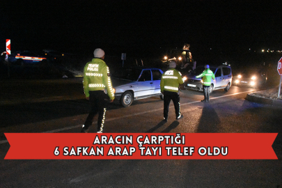 Aracın Çarptığı 6 Safkan Arap Tayı Telef Oldu