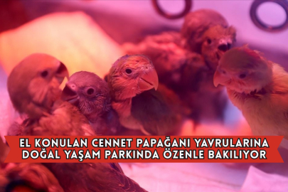 El Konulan Cennet Papağanı Yavrularına Doğal Yaşam Parkında Özenle Bakılıyor