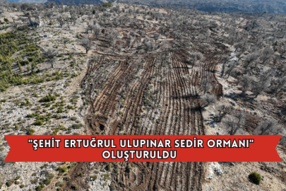 "Şehit Ertuğrul Ulupınar Sedir Ormanı" Oluşturuldu