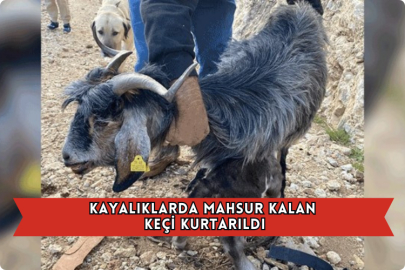 Kayalıklarda Mahsur Kalan Keçi Kurtarıldı