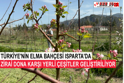 Türkiye'nin Elma Bahçesi Isparta'da Zirai Dona Karşı Yerli Çeşitler Geliştiriliyor
