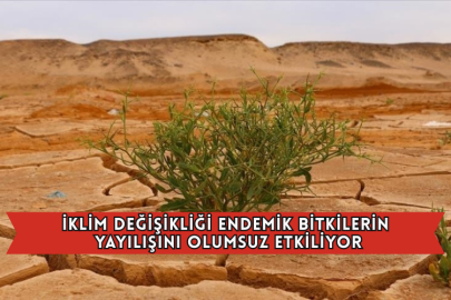 İklim Değişikliği Endemik Bitkilerin Yayılışını Olumsuz Etkiliyor