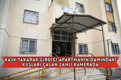 Kask Takarak Girdiği Apartmanın Damındaki Kuşları Çalan Zanlı Kamerada