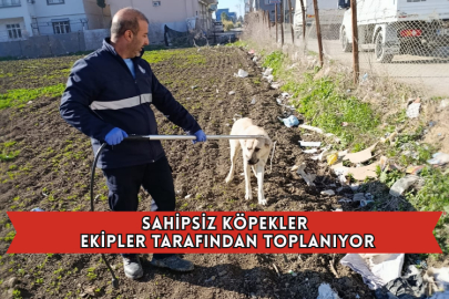 Sahipsiz Köpekler Ekipler Tarafından Toplanıyor