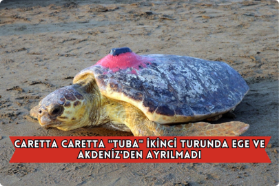 Caretta Caretta "Tuba" İkinci Turunda Ege ve Akdeniz'den Ayrılmadı
