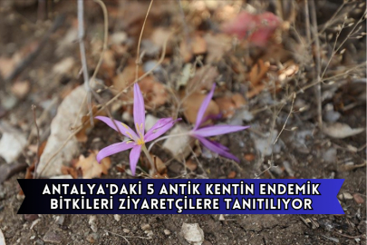 Antalya'daki 5 Antik Kentin Endemik Bitkileri Ziyaretçilere Tanıtılıyor