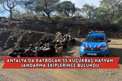 Antalya’da Kaybolan 55 Küçükbaş Hayvan Jandarma Ekiplerince Bulundu