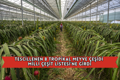 Tescillenen 8 Tropikal Meyve Çeşidi Milli Çeşit Listesi'ne Girdi