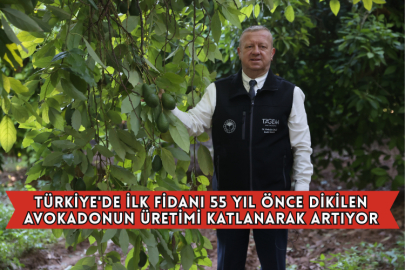 Türkiye'de İlk Fidanı 55 Yıl Önce Dikilen Avokadonun Üretimi Katlanarak Artıyor