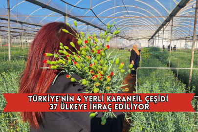 Türkiye'nin 4 Yerli Karanfil Çeşidi 37 Ülkeye İhraç Ediliyor