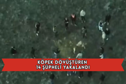 Köpek Dövüştüren 14 Şüpheli Yakalandı