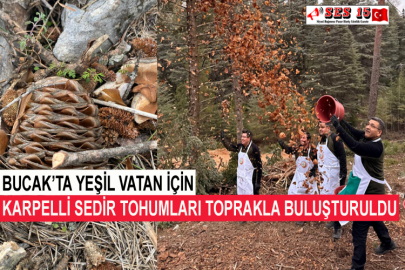 Bucak’ta Yeşil Vatan İçin Karpelli Sedir Tohumları Toprakla Buluşturuldu