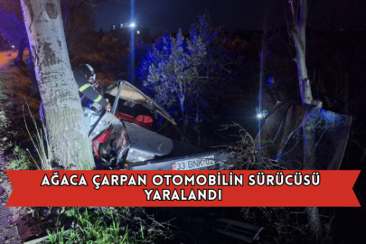Ağaca Çarpan Otomobilin Sürücüsü Yaralandı