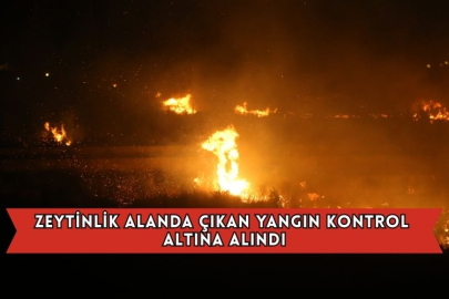Zeytinlik Alanda Çıkan Yangın Kontrol Altına Alındı