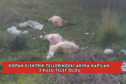 Kopan Elektrik Tellerindeki Akıma Kapılan 3 Kuzu Telef Oldu