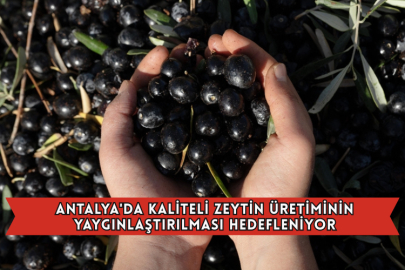 Antalya'da Kaliteli Zeytin Üretiminin Yaygınlaştırılması Hedefleniyor