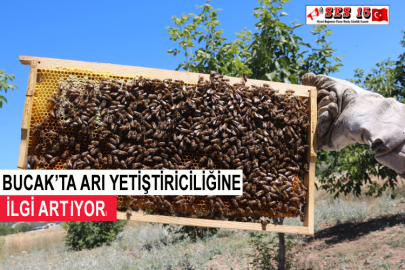 Bucak’ta  Arı Yetiştiriciliğine İlgi Artıyor