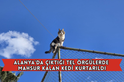 Alanya'da Çıktığı Tel Örgülerde Mahsur Kalan Kedi Kurtarıldı