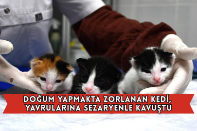 Doğum Yapmakta Zorlanan Kedi, Yavrularına Sezaryenle Kavuştu