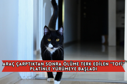 Araç Çarptıktan Sonra Ölüme Terk Edilen "Tofi" Platinle Yürümeye Başladı