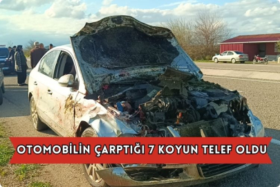 Otomobilin Çarptığı 7 Koyun Telef Oldu