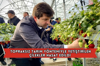 Topraksız Tarım Yöntemiyle Yetiştirilen Çilekler Hasat Edildi