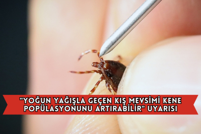 "Yoğun Yağışla Geçen Kış Mevsimi Kene Popülasyonunu Artırabilir" Uyarısı