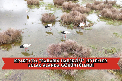 Isparta'da "Baharın Habercisi" Leylekler Sulak Alanda Görüntülendi