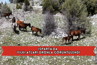 Isparta'da Yılkı Atları Dronla Görüntülendi